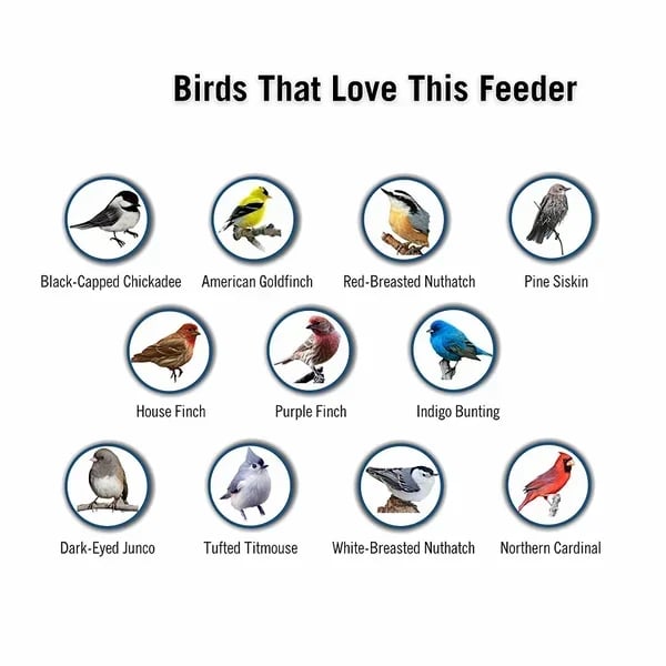 🔥Squirrel-Proof Bird Feeder