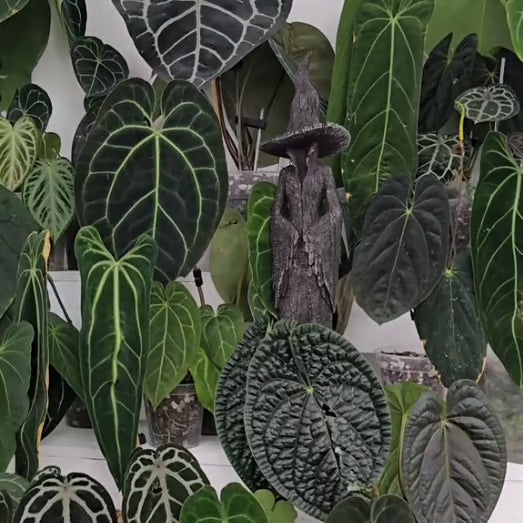 🧙♀️💫Hand-Painted Enchanting Witch Statue: The Guardian of Your Home (✨Same as in the video)