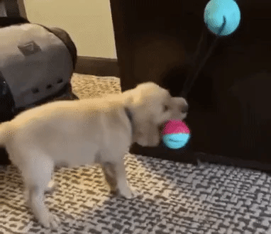 Dog suction cup toy