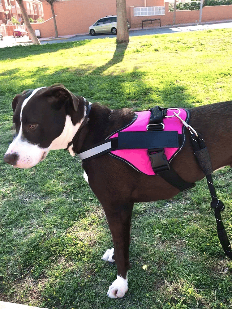 Anti Choke Dog Harness