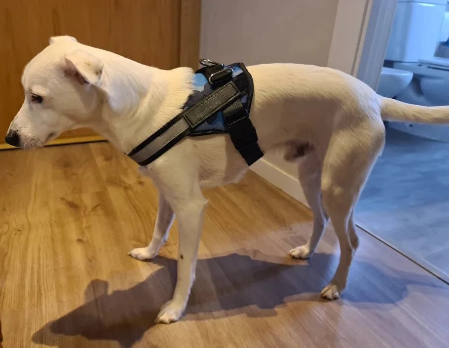 Anti Choke Dog Harness